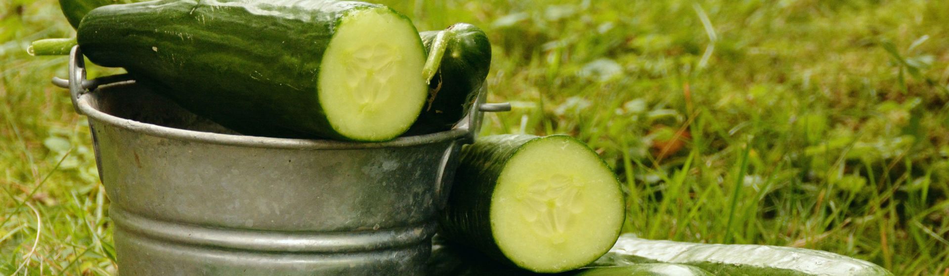 Frisch angeschnittene Gurken in einem Behälter im Garten.