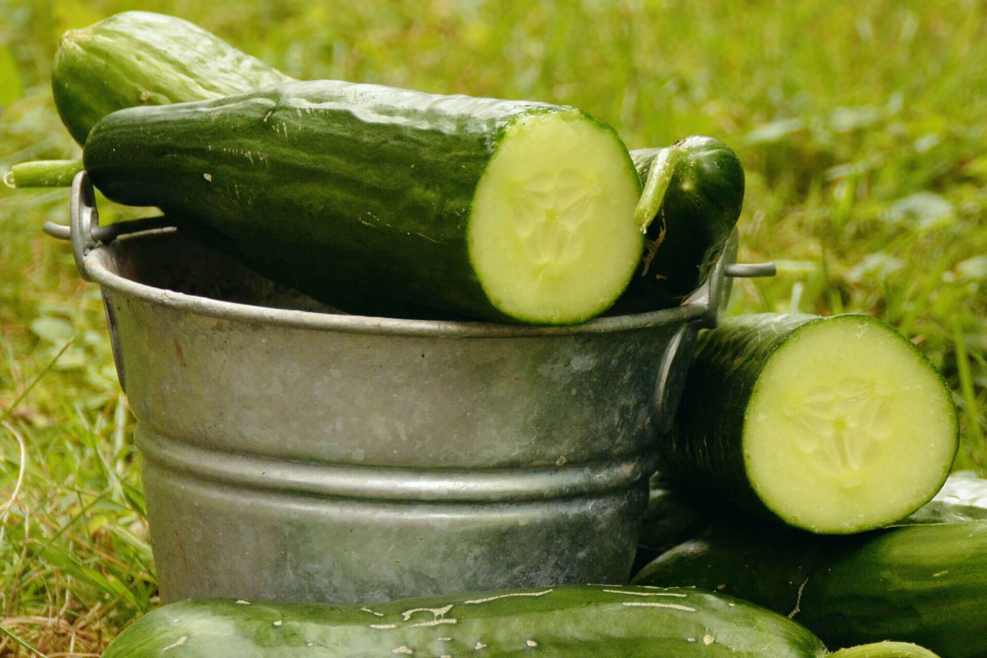 Frisch angeschnittene Gurken in einem Behälter im Garten.