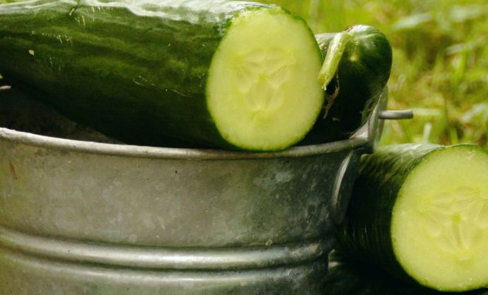 Frisch angeschnittene Gurken in einem Behälter im Garten.